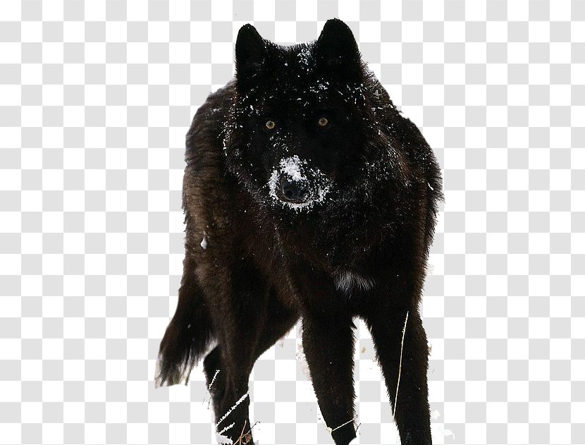Tamaskan Dog Siberian Husky Beagle German Shepherd Puppy - Wolf Demon Transparent PNG