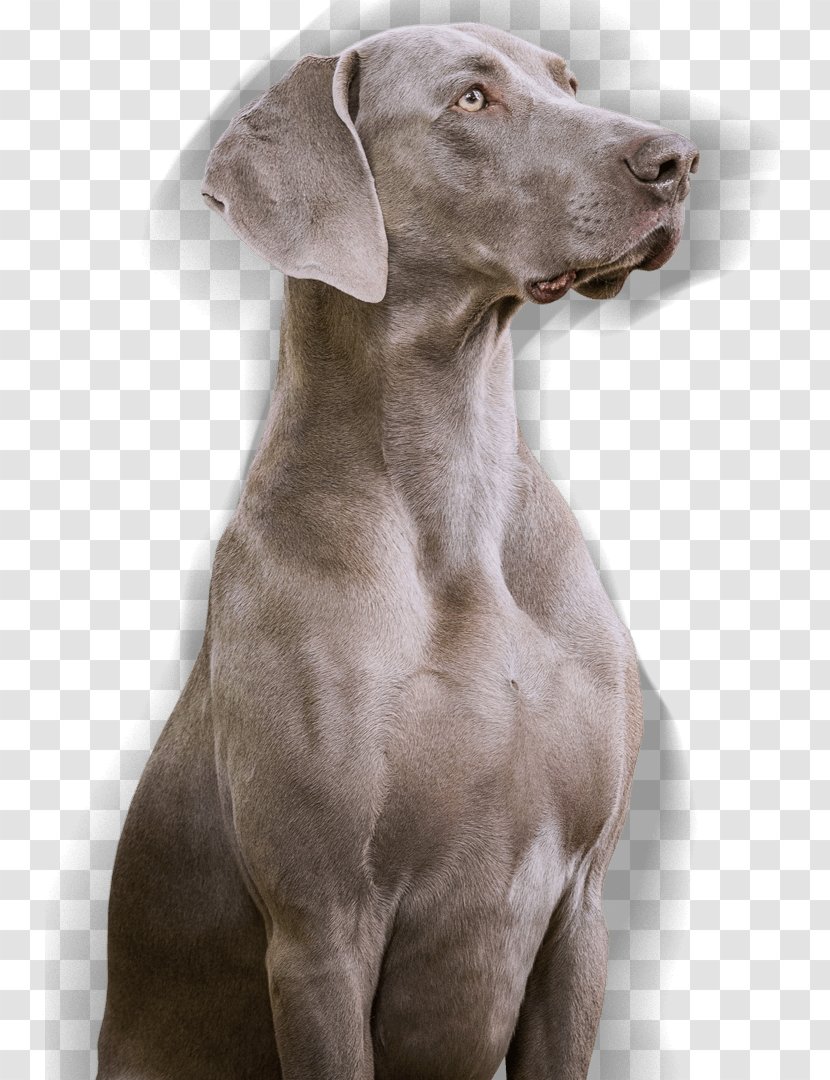blue pointer dog