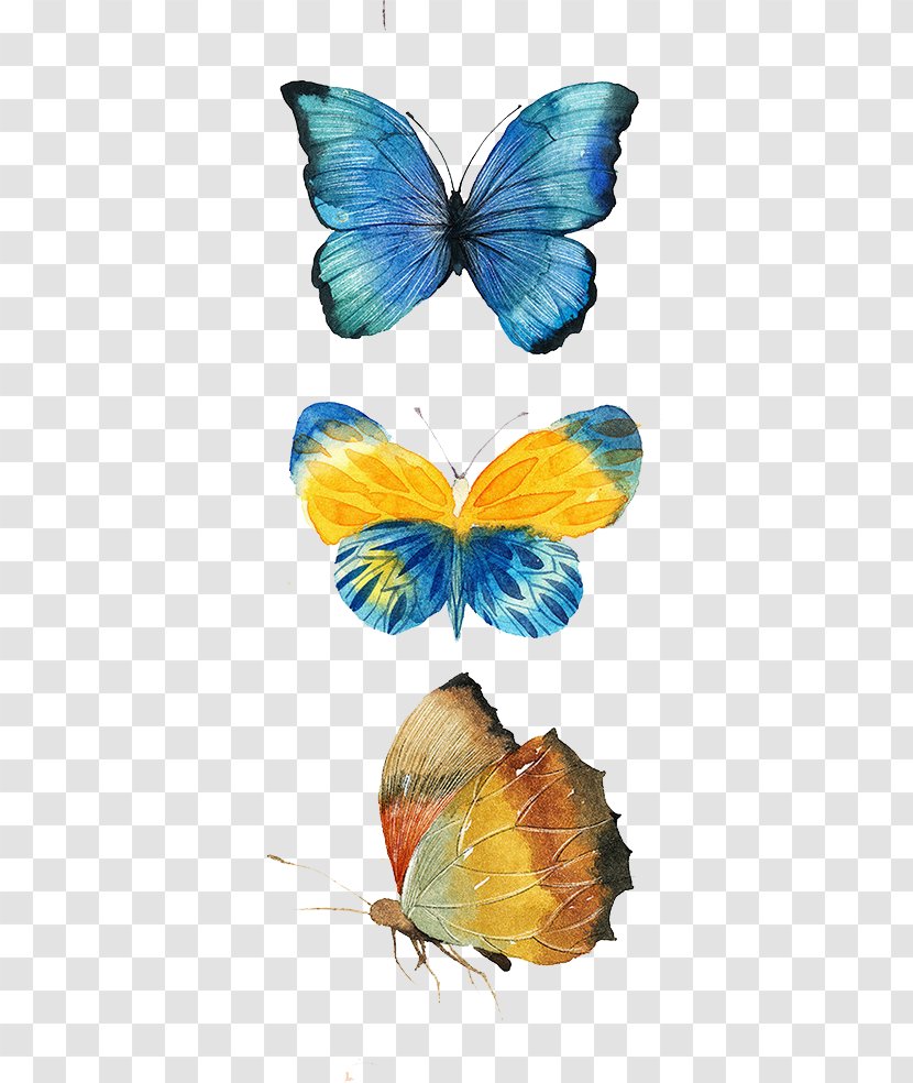 Monarch Butterfly Drawing - Brush Footed Transparent PNG