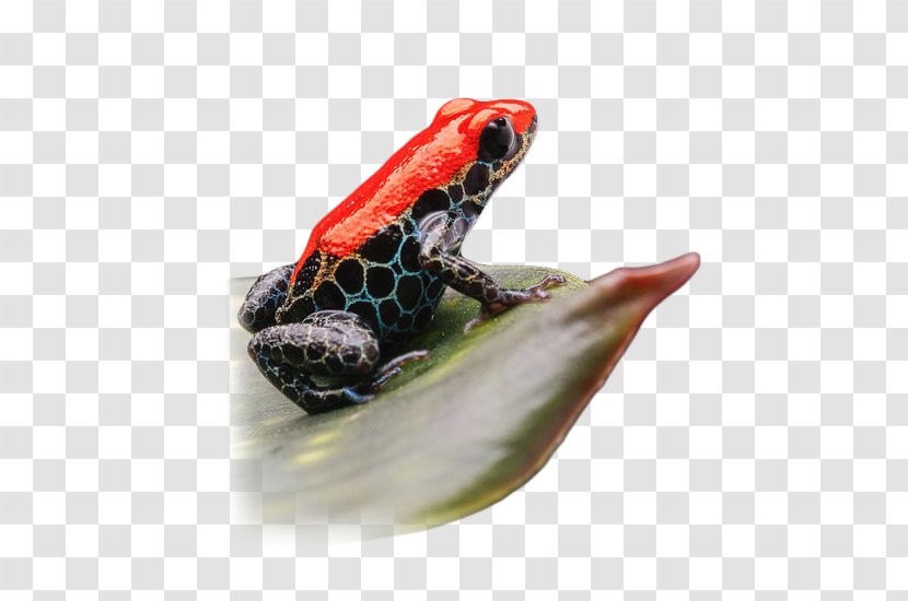 Poison Dart Frog Toad Terrarium Mimic Transparent PNG