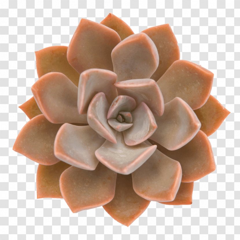 Succulent Plant Echeveria Cactus Plants Rosette - Flower - Painted Lady Transparent PNG
