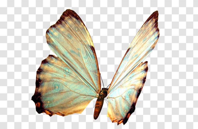 Butterfly Papillon Dog Clip Art - Moth Transparent PNG