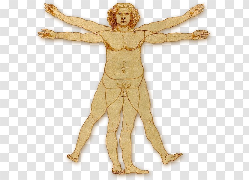 Vitruvian Man Homo Sapiens Human Body Chin Transparent PNG
