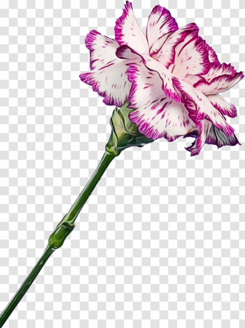 Pink Flower Cartoon - Iris - Family Transparent PNG