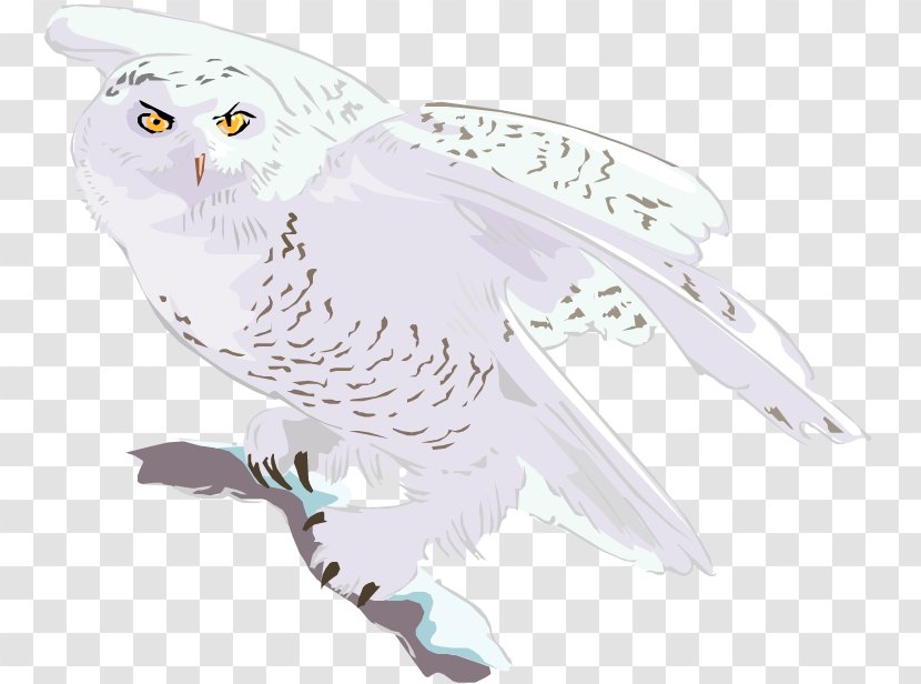Owl Bird Of Prey Animal Wildlife - Feather Transparent PNG
