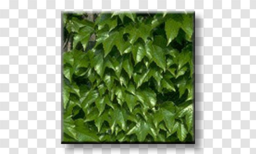 Boston Ivy Evergreen Vine Virginia Creeper - Leaf Transparent PNG