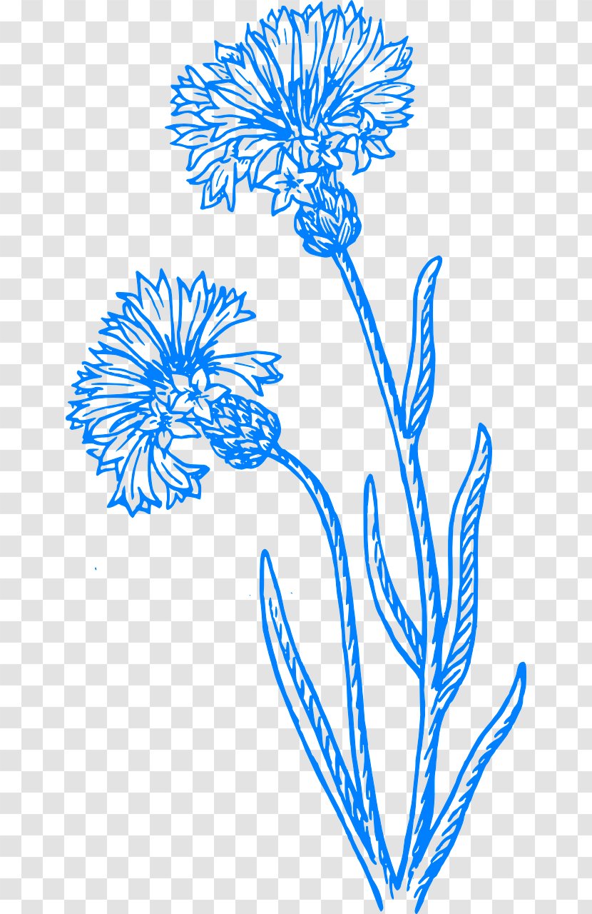 Cornflower Drawing Clip Art - Plant Stem - Royaltyfree Transparent PNG