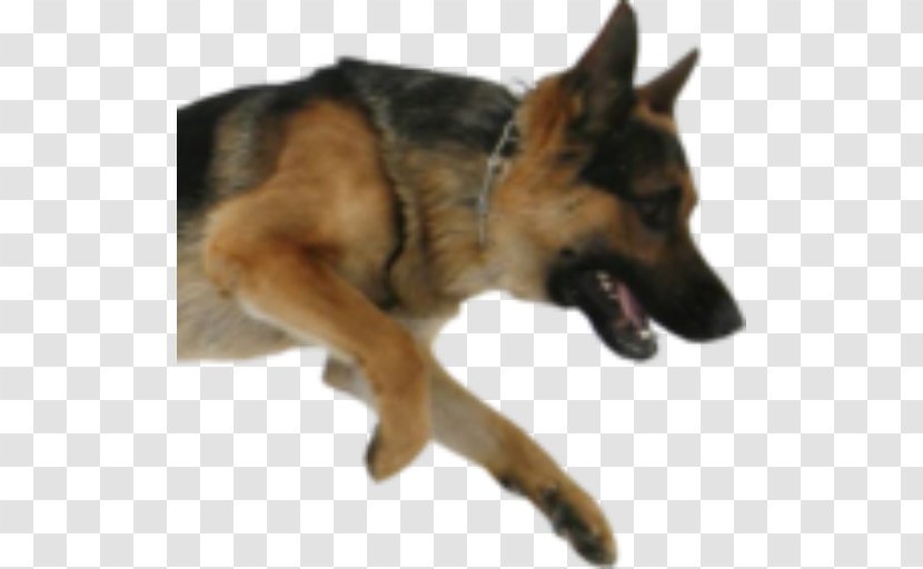 Old German Shepherd Dog King Kunming Wolfdog Malinois - Breed - Crop Transparent PNG