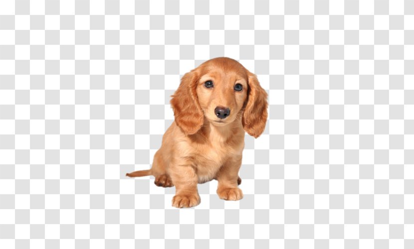 Dachshund Golden Retriever German Shepherd Labrador Puppy - Spaniel Transparent PNG