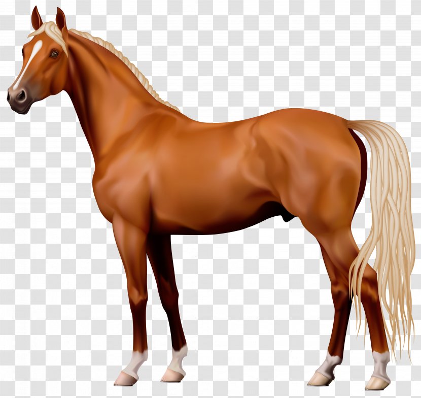 Horse Stallion Clip Art - Supplies Transparent PNG