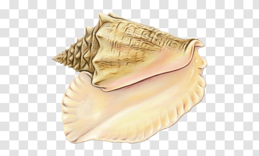 Conchology Conch - Jaw - Bivalve Dish Transparent PNG
