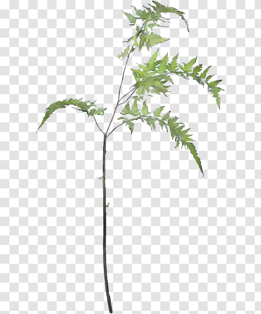 Plant Tree Leaf Flower Stem - Branch Twig Transparent PNG