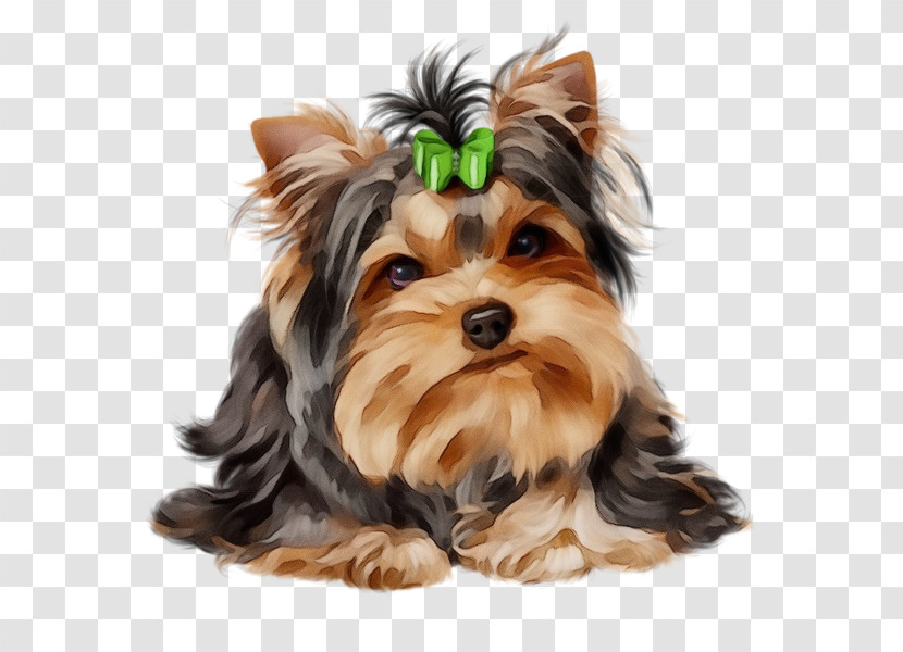 Dog Yorkshire Terrier Puppy Biewer Terrier Terrier Transparent PNG