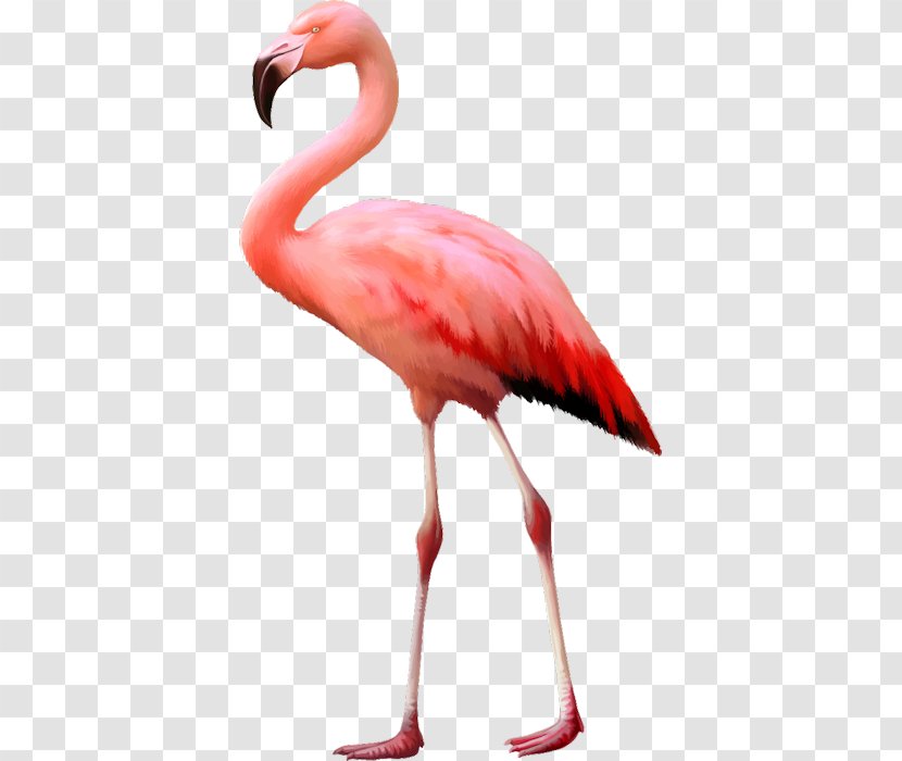 Bird Flamingo Stock Photography Desktop Wallpaper - Flamant Rose Transparent PNG