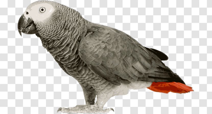 Grey Parrot Bird Budgerigar Amazon - Talking Transparent PNG