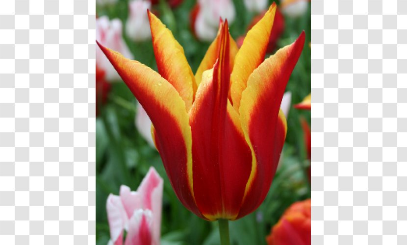 Late Tulip Petal Flower Plant Stem Transparent PNG