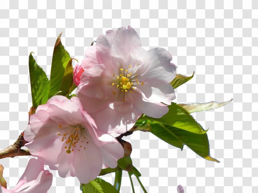 Almond Blossoms Flower - Apricot - Pink Flowers Transparent PNG