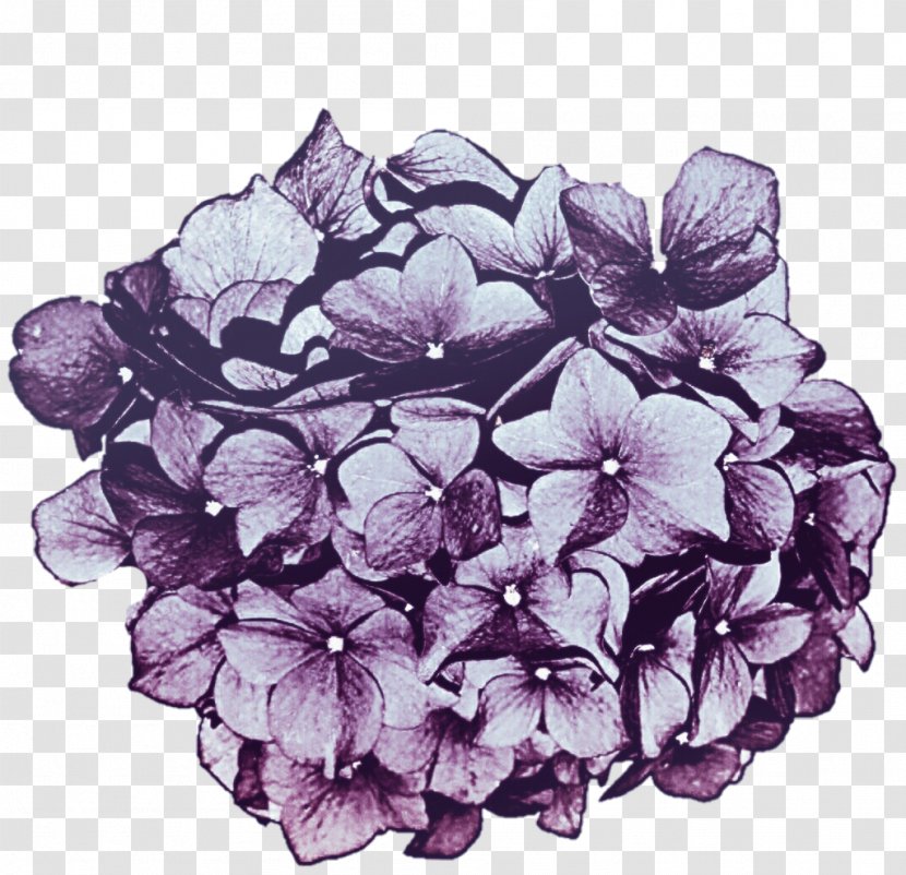 Hydrangea Lavender Lilac Cut Flowers - Purple Transparent PNG