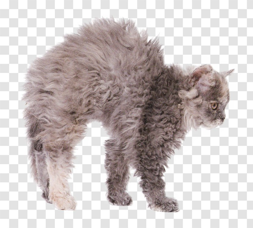 Kitten Manx Cat Selkirk Rex Domestic Short-haired Cornish - Short Haired Transparent PNG