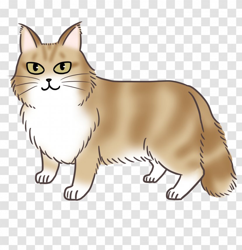Manx Cat Whiskers Siberian Tabby Domestic Short-haired - Breed - Kitten Transparent PNG