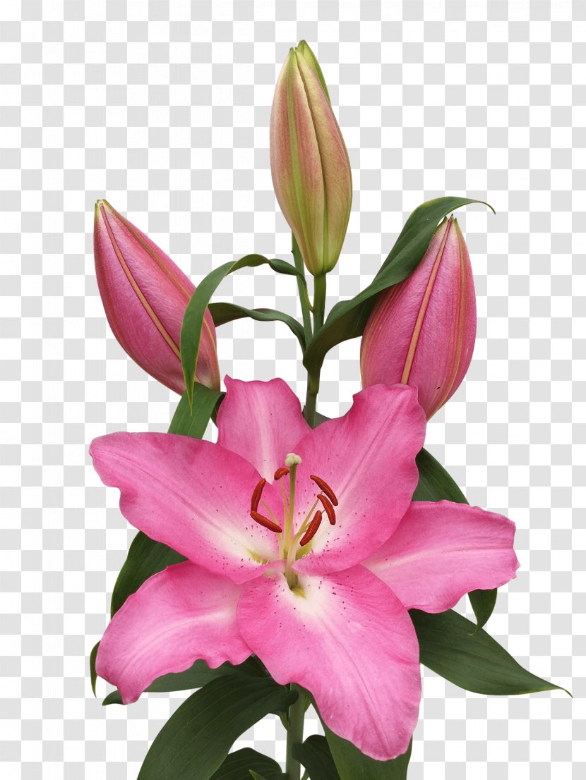 Floristry Pink M Cut Flowers Petal Daylily - Flower - Royal Van Zanten Transparent PNG