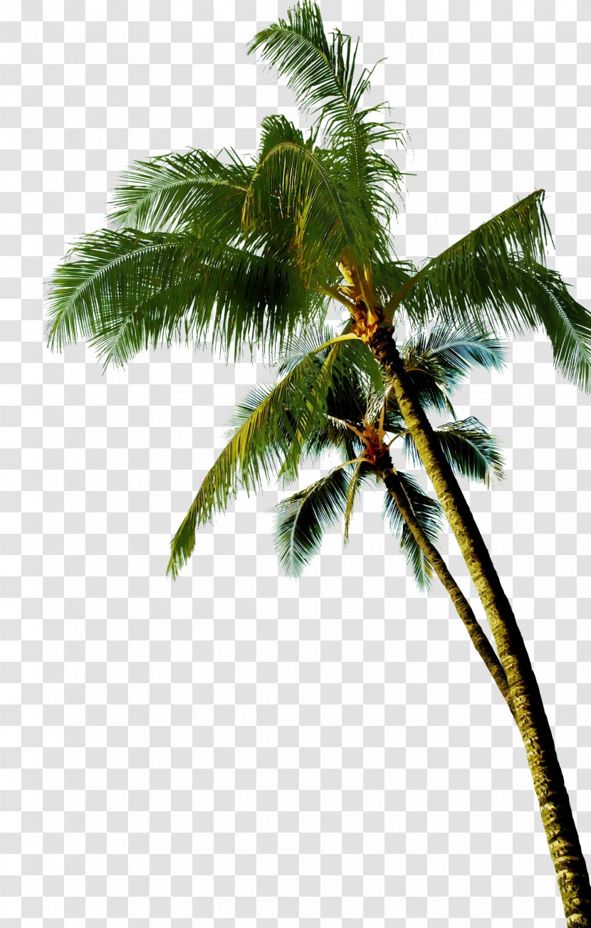 Palm Oil Tree - Coconut - Flowering Plant Branch Transparent PNG