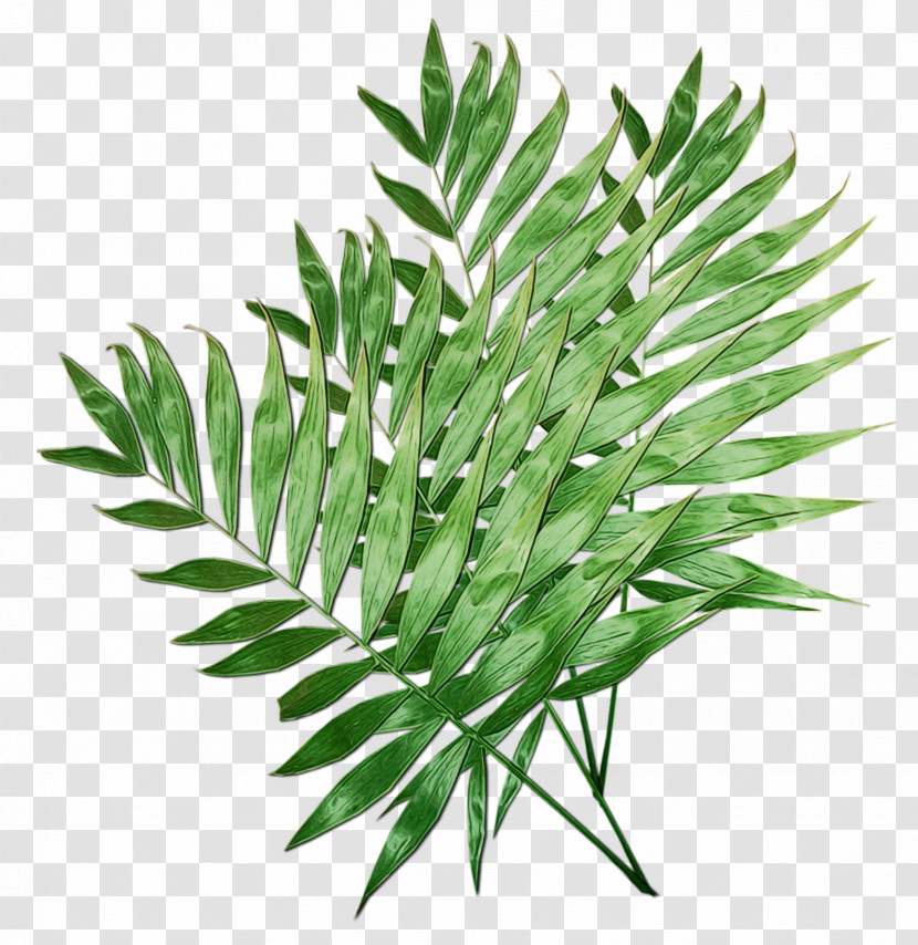 Plant Leaf Flower Grass Tree Transparent PNG