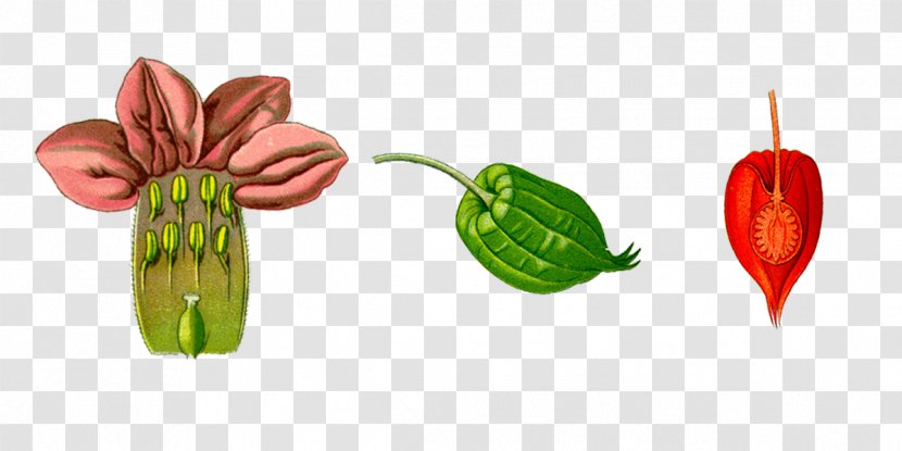 Flower Auglis Fruit - Flowers And Fruits Profile Chart Transparent PNG