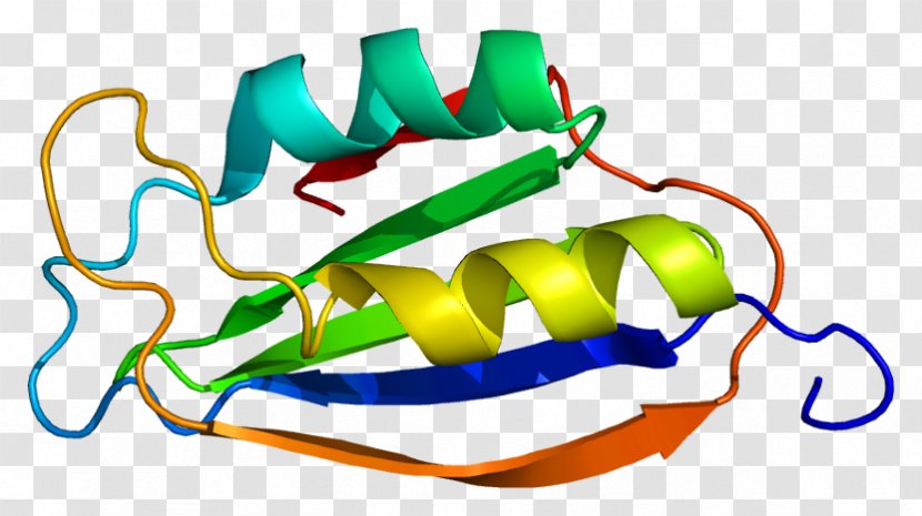 ACYP2 Acylphosphatase Protein Gene Human - Chromosome Transparent PNG