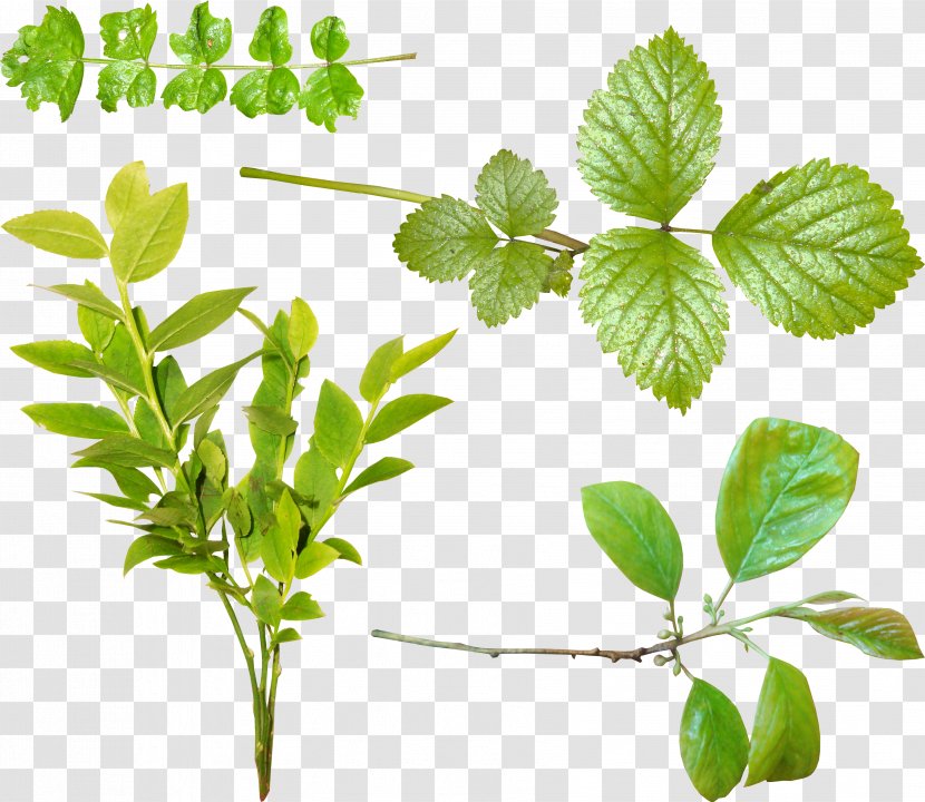 Leaf Green Tea Tree Clip Art - Plant Transparent PNG
