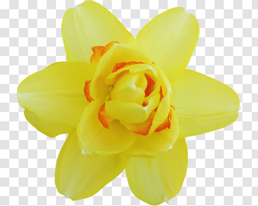 Narcissus Cut Flowers Petal - Yellow - Flower Transparent PNG