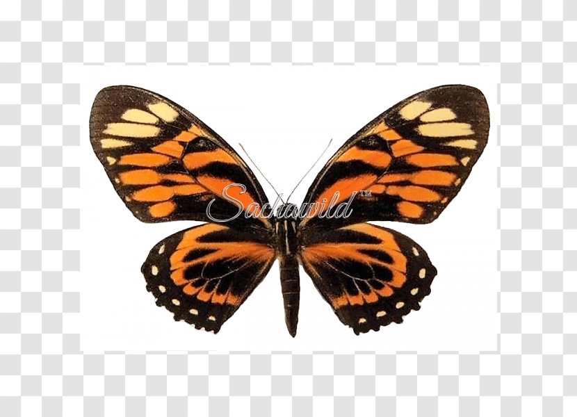 Monarch Butterfly Ulysses Insect Swallowtail - Butterflies And Moths Transparent PNG