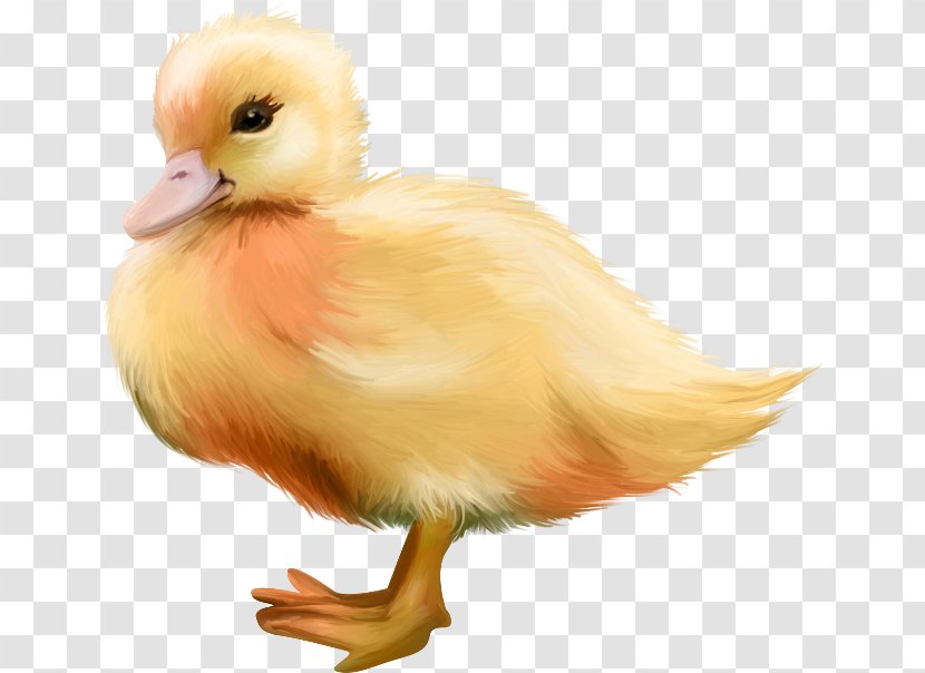 Duck Bird Chicken Clip Art - Daffy Transparent PNG