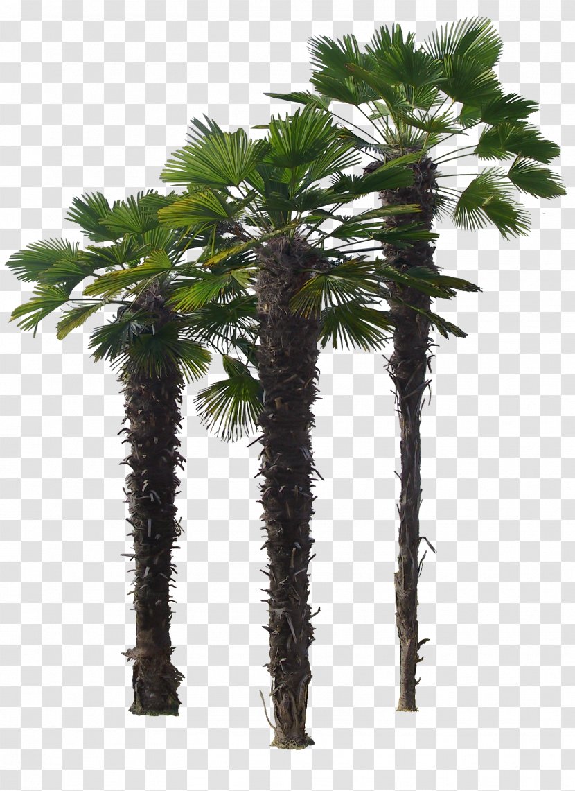 Shrub Landscape Tree - Palm - Bamboo Transparent PNG