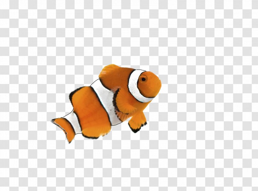 Clownfish Goldfish Siamese Fighting Fish Desktop Wallpaper - Maroon - Rio Transparent PNG