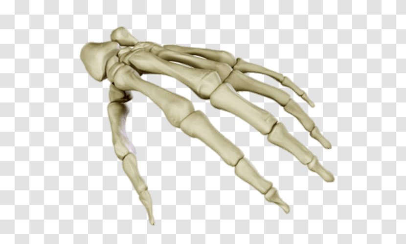 Human Skeleton Anatomy Carpal Bones Body - 3d Modeling - Hand Transparent PNG