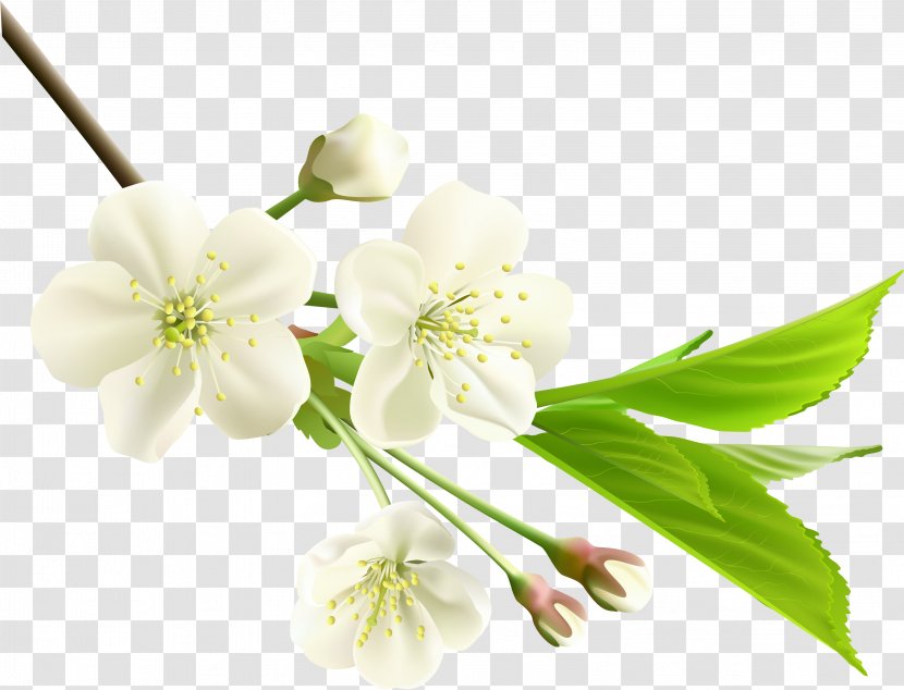 Flower White Branch Clip Art - Spring Transparent PNG