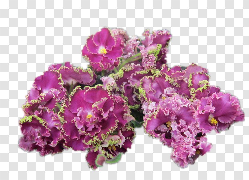 Pink Flowers Background - Family - Loosestrife And Pomegranate Lantana Transparent PNG