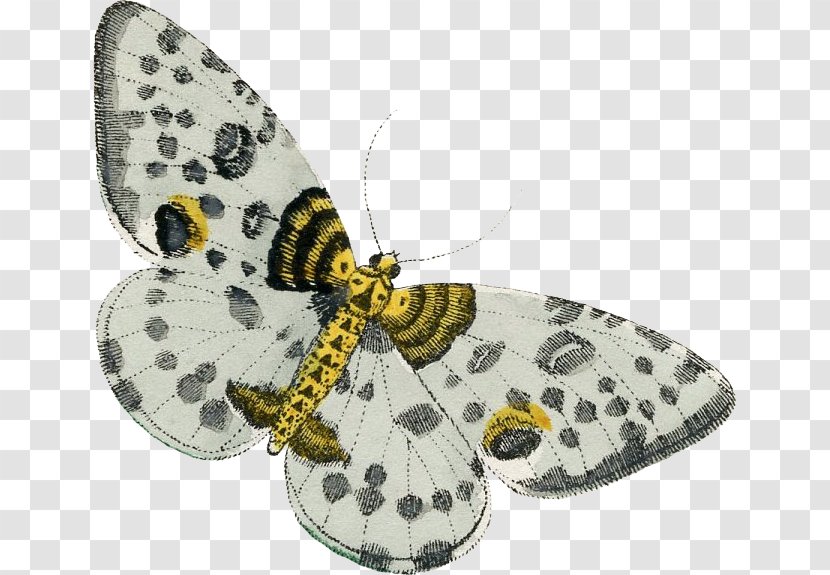 Moth - Pollinator - Yellow And Gray Transparent PNG