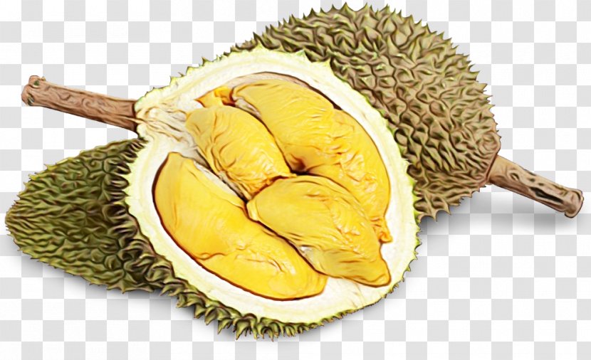 Family Tree Background - Durian - Mulberry Ingredient Transparent PNG