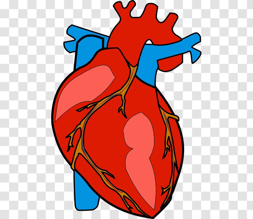 Heart Human Body Anatomy Clip Art - Watercolor Transparent PNG