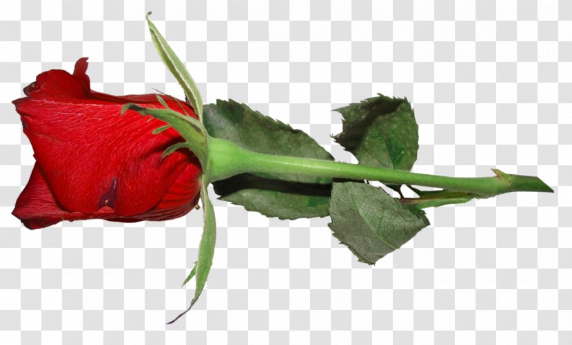 Rosa Gallica Flower Garden Roses Red - Animation - Rose Transparent PNG