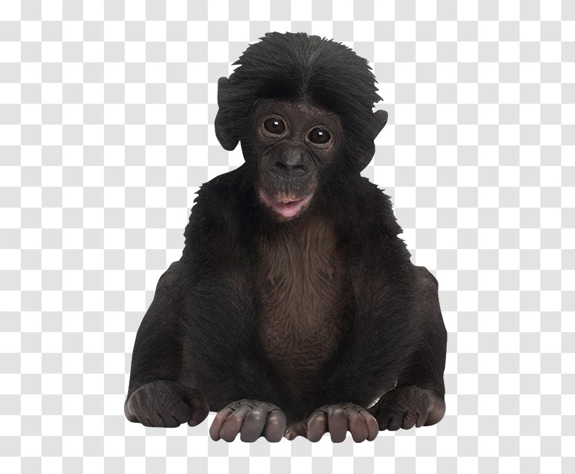 Mandrill Bonobo Monkey Ape Gorilla Transparent PNG
