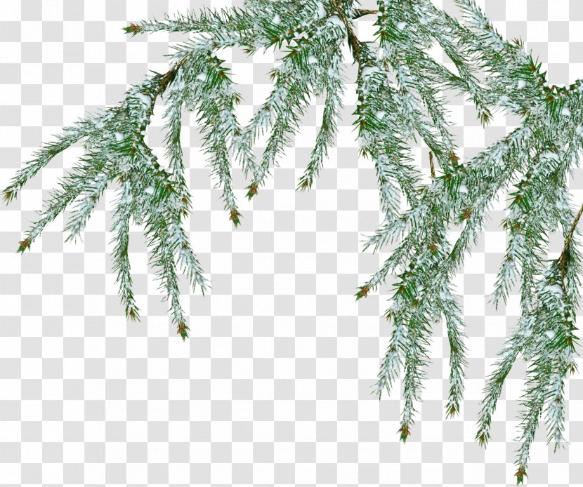 Tree Pine Branch Snow - Conifer - Fir-tree Transparent PNG