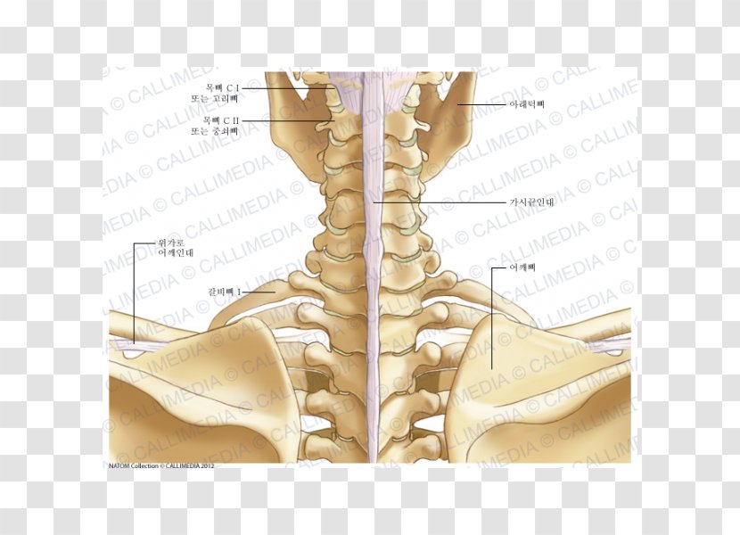 Finger Neck Ligament Bone Anatomy - Cartoon - Flower Transparent PNG