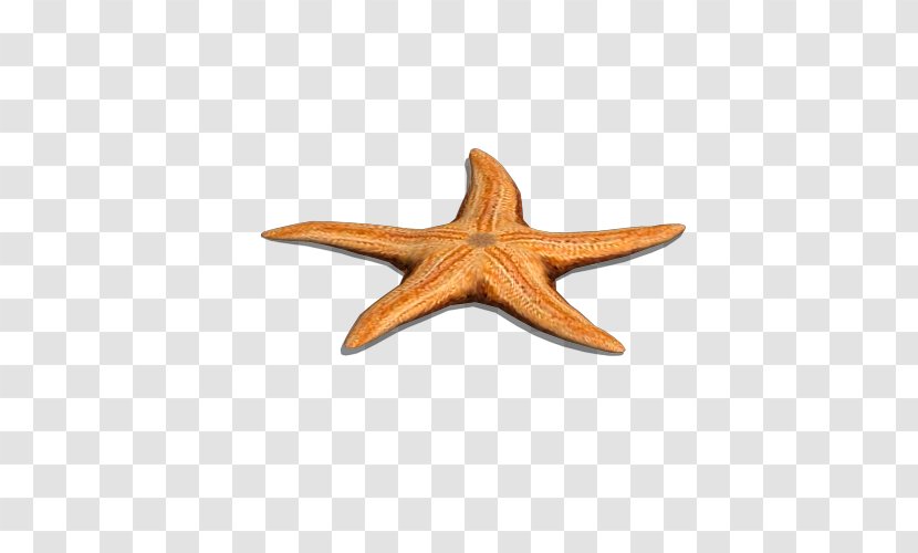 Starfish Wood - Sea Star Transparent PNG
