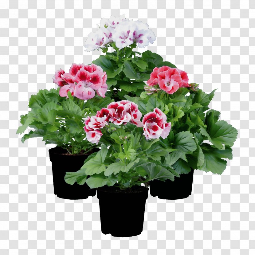 Flower Flowering Plant Pink Flowerpot - Houseplant - Annual Petunia Transparent PNG