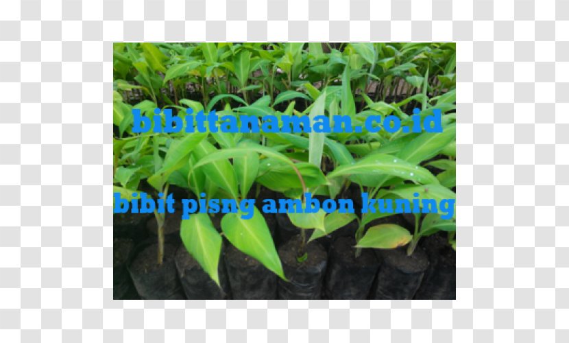 Cavendish Banana Benih Latundan Grape - Grass Transparent PNG