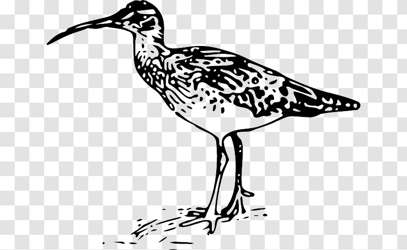Bird Bristle-thighed Curlew Drawing Line Art - Black And White Transparent PNG