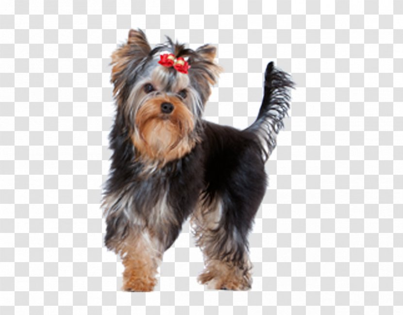 Yorkshire Terrier Australian Silky Morkie Puppy Companion Dog Transparent PNG